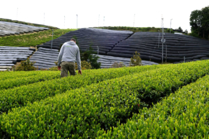 Teefeld in der Gegend um Kyoto nahe Uji