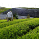 Teefeld in der Gegend um Kyoto nahe Uji